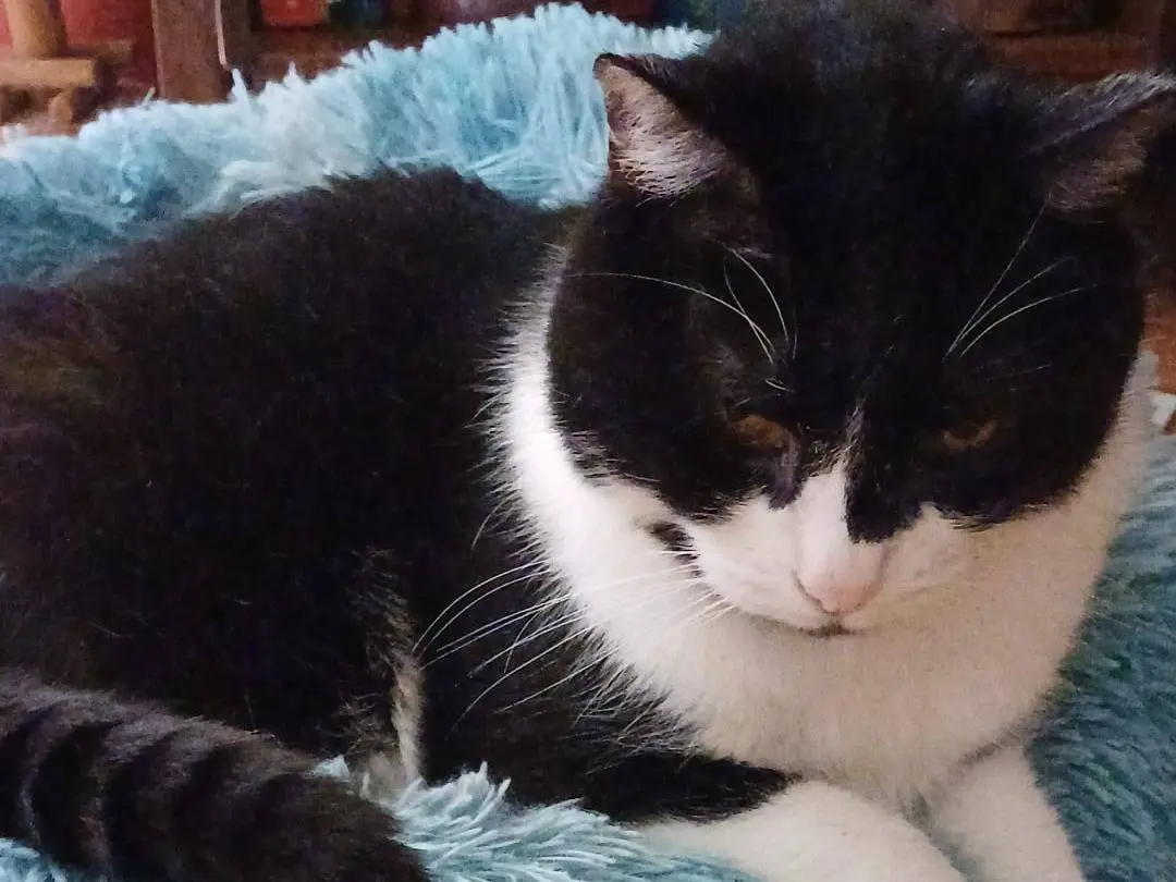 Adozione gatto, maschio, Razza sconosciuta Razza sconosciuta, 19 anni e 6 mesi, taglia non valida, Napoli