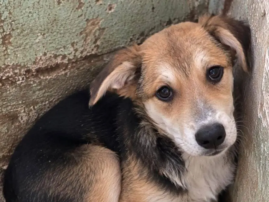 Adotta un cane, maschio, 5 mesi, Como