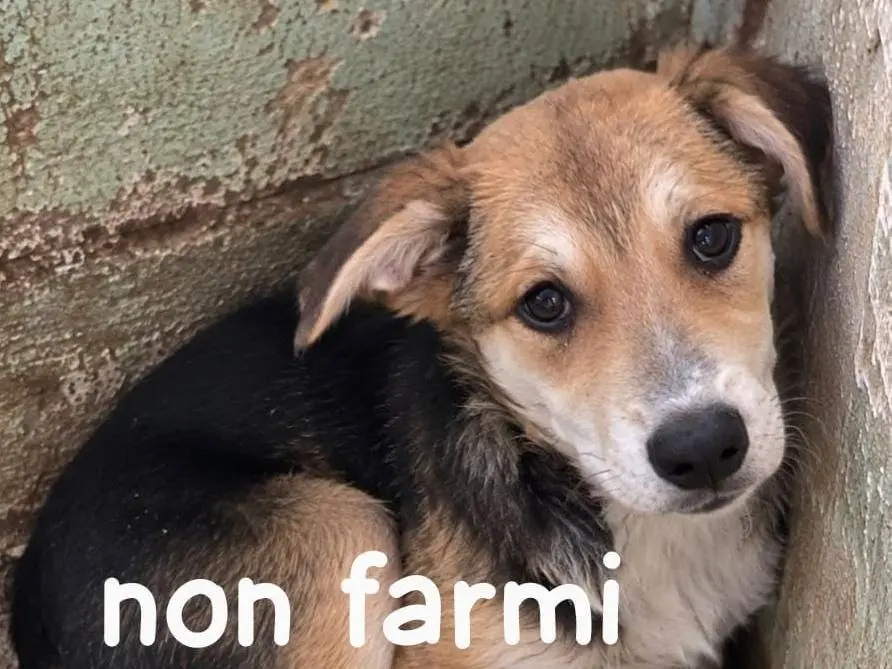 Adozione cane, maschio, Razza sconosciuta Razza sconosciuta, 5 mesi, taglia media, Como