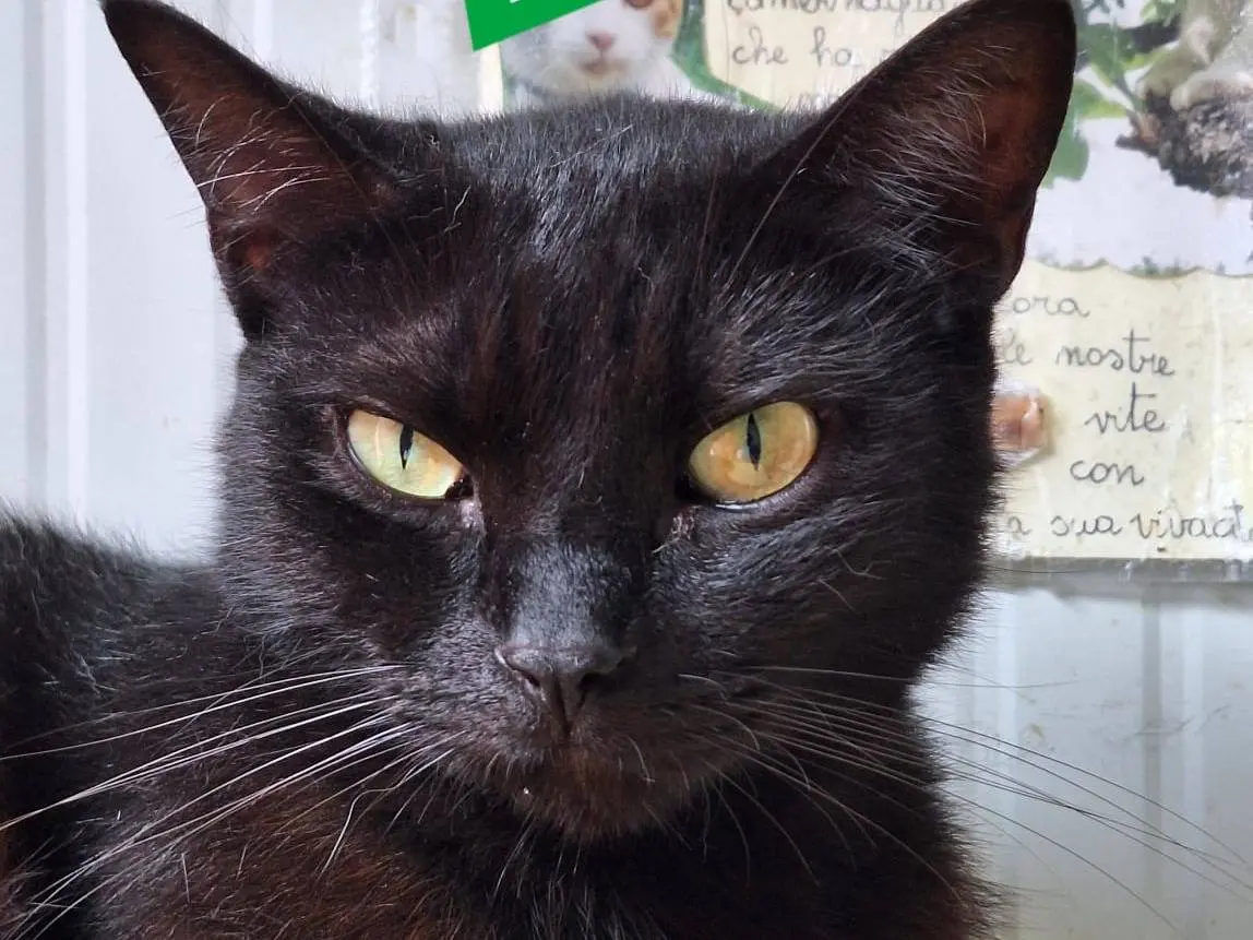 Adozione gatto, maschio, Razza sconosciuta Razza sconosciuta, 4 anni e 3 mesi, taglia non valida, Bologna