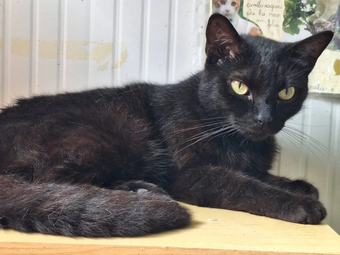 Adotta un gatto, taglia non valida, maschio, Bologna