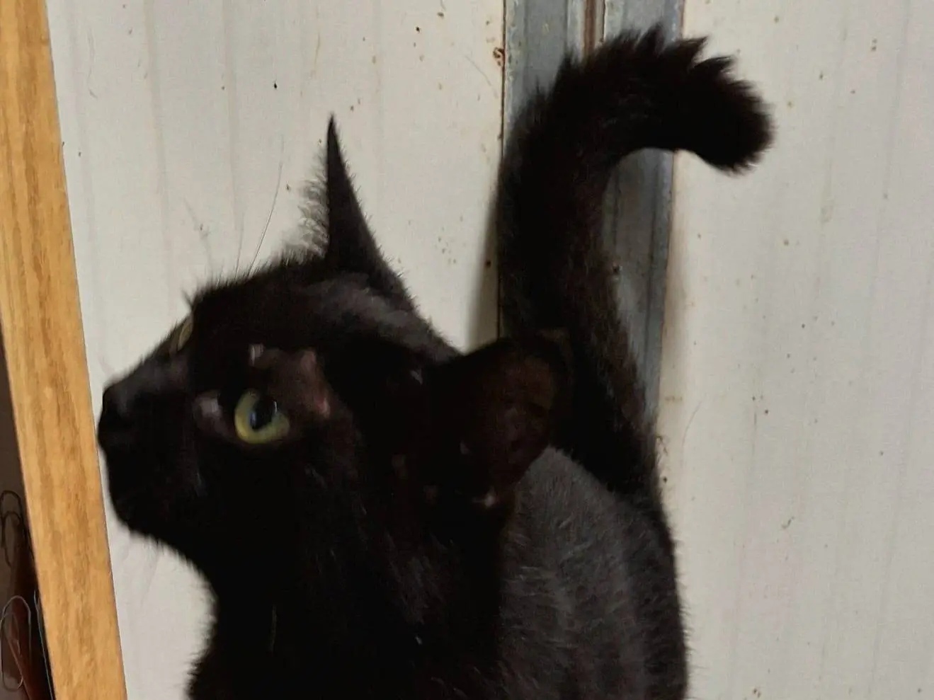 Adotta un gatto, maschio, 4 anni e 3 mesi, Bologna