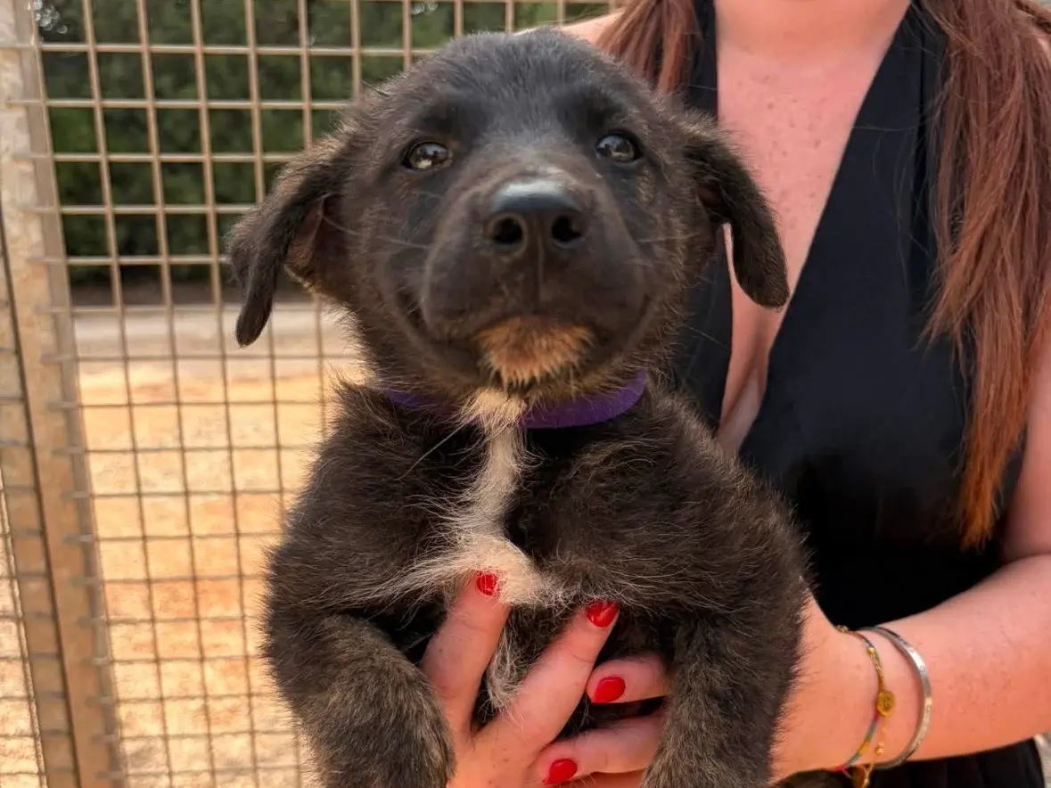 Adozione cane, femmina, Razza sconosciuta Razza sconosciuta, 5 mesi, taglia media, Taranto