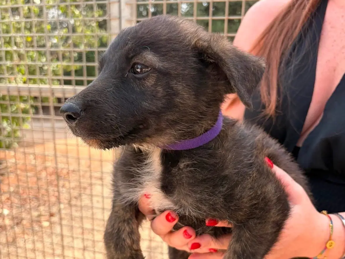 Adotta un cane, femmina, 5 mesi, Taranto