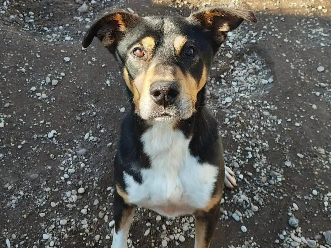 Adozione cane, maschio, Segugio Pitbull, 7 anni e 6 mesi, taglia media, Roma