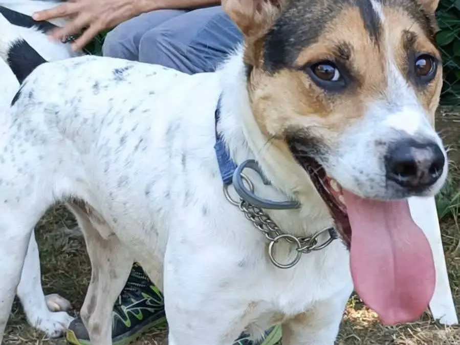 Adotta un cane, taglia media, maschio, Genova