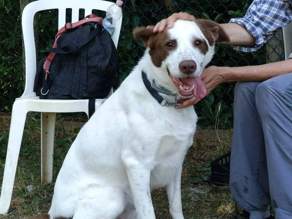 Adotta un cane, maschio, 3 anni e 5 mesi, Genova