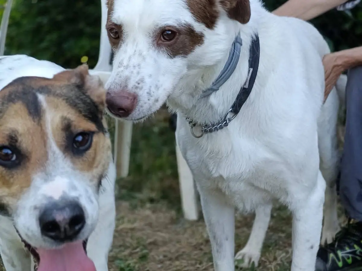 Adozione cane, maschio, Razza sconosciuta Razza sconosciuta, 3 anni e 5 mesi, taglia media, Genova