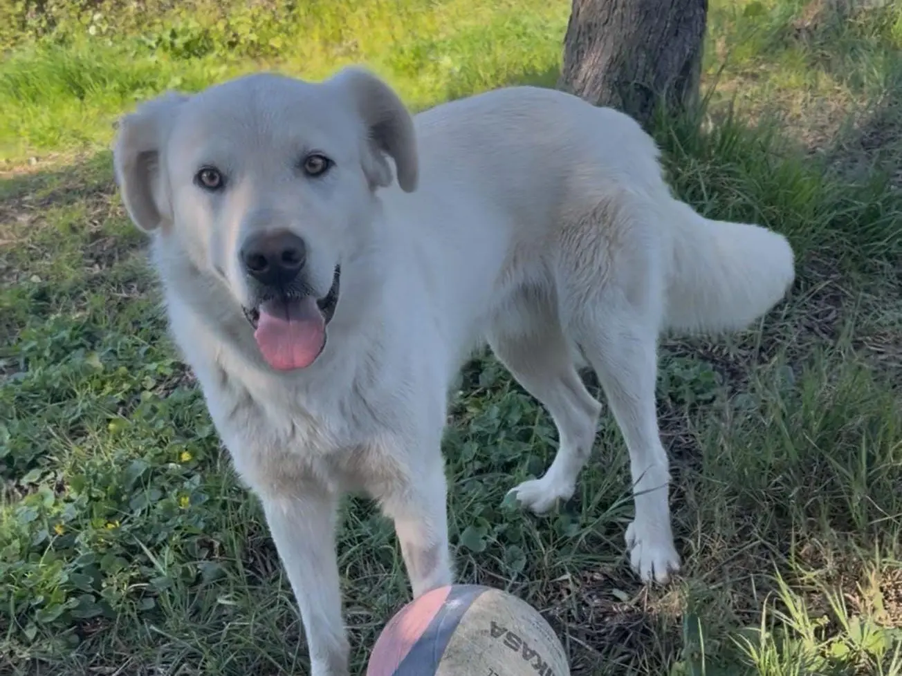 Adotta il cane Guè a Savona