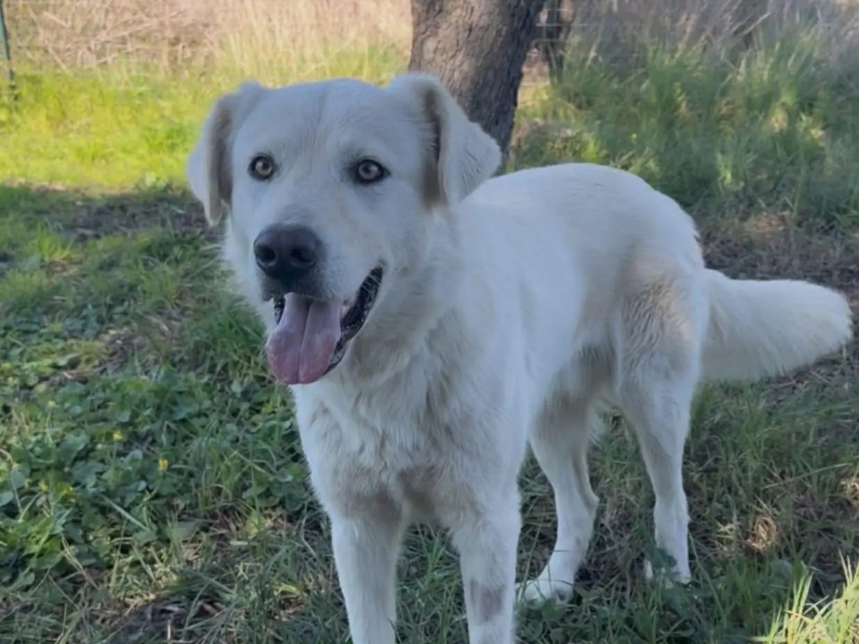 Adotta un cane, taglia grande, maschio, Savona