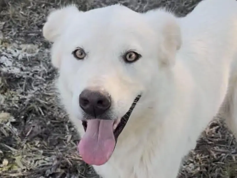 Adotta un cane, maschio, 1 anno e 3 mesi, Savona