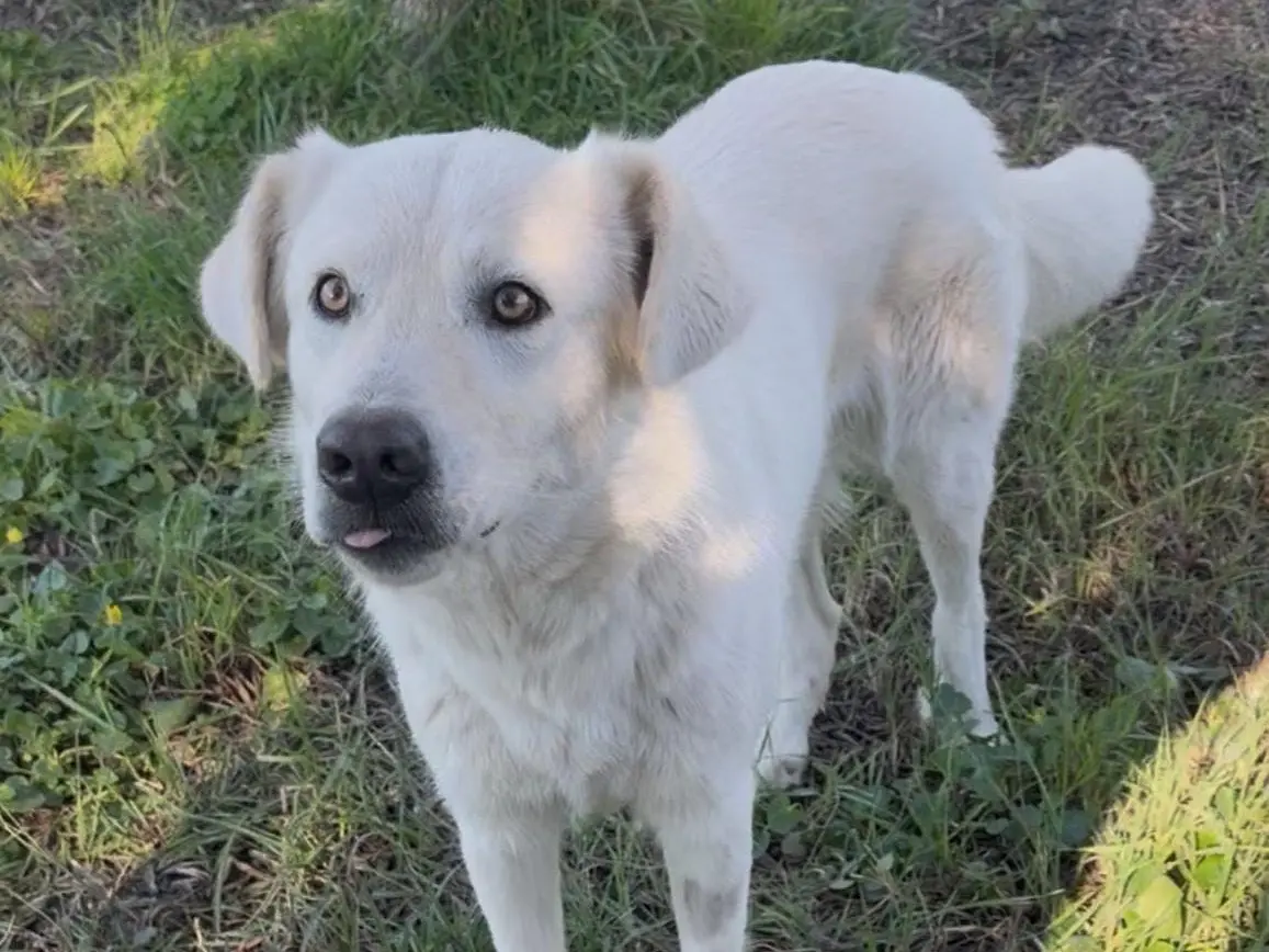 Vuoi adottare un cane a Savona?
