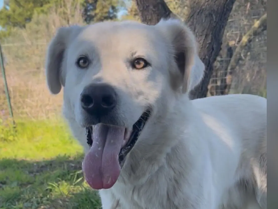 Adozione cane, maschio, Razza sconosciuta Razza sconosciuta, 1 anno e 3 mesi, taglia grande, Savona