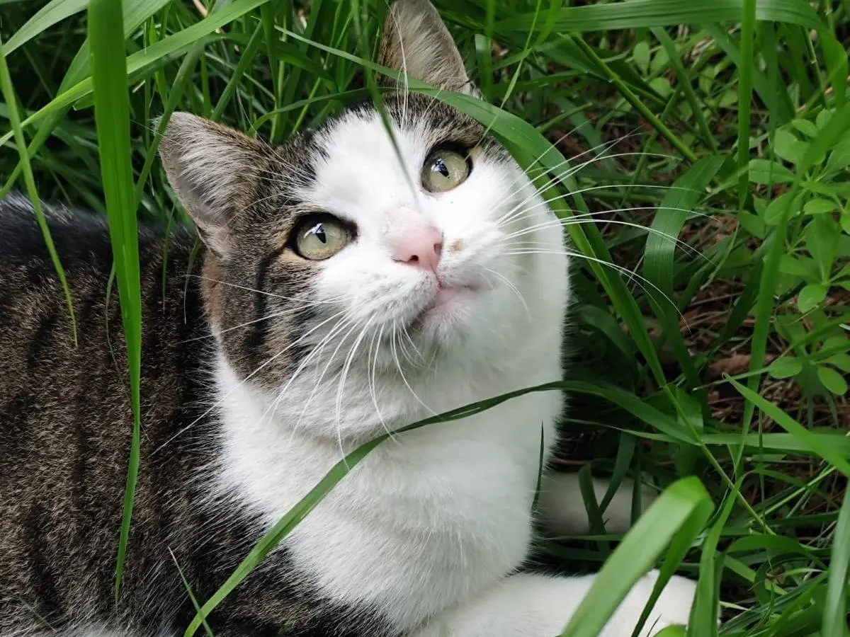 Adozione gatto, maschio, Razza sconosciuta Razza sconosciuta, 2 anni e 6 mesi, taglia non valida, Roma