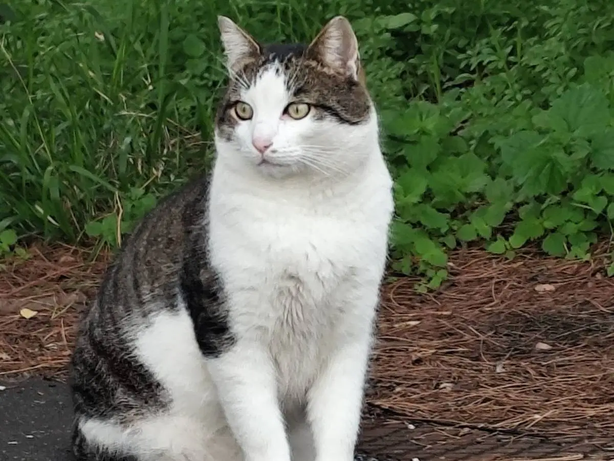 Vuoi adottare un gatto a Roma?