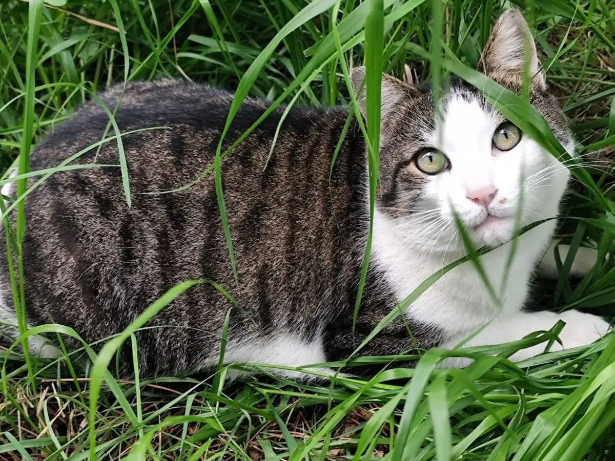 Adotta un gatto, maschio, 2 anni e 6 mesi, Roma