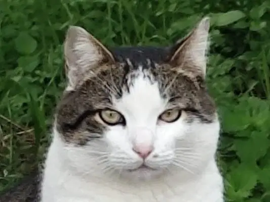 Adotta il gatto Figaro a Roma