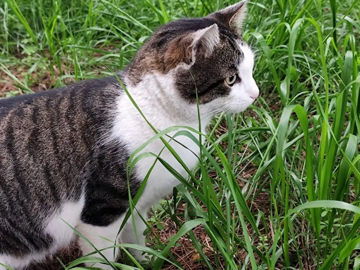 Adotta un gatto, taglia non valida, maschio, Roma