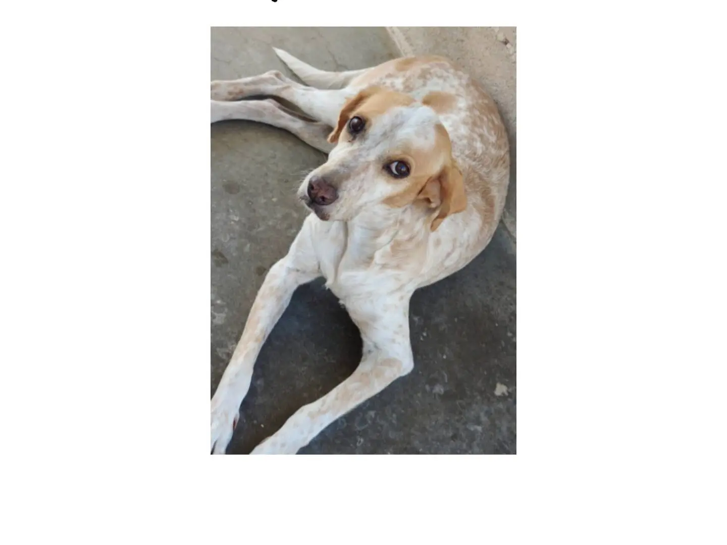 Vuoi adottare un cane a Bari?