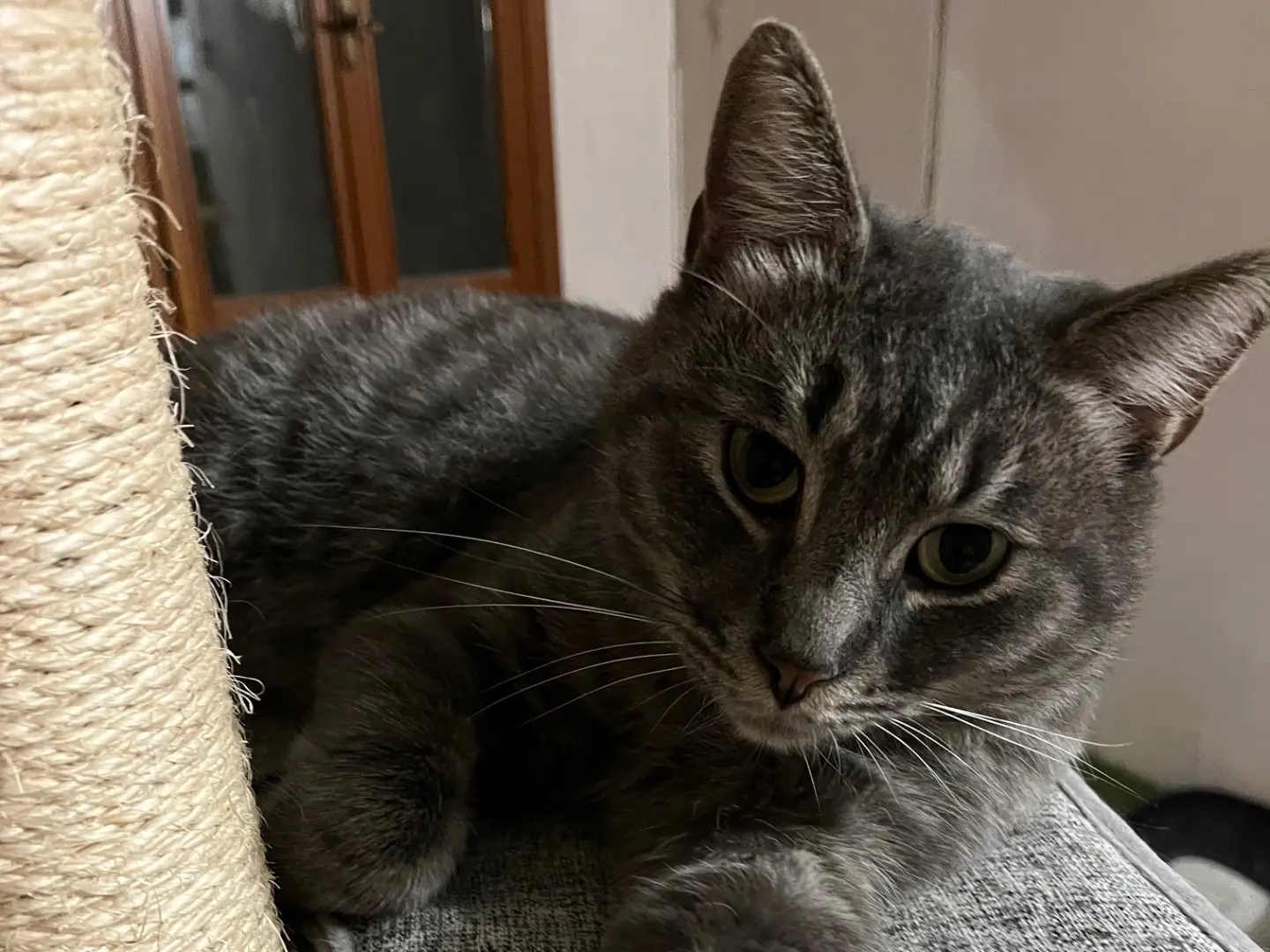 Adozione gatto, maschio, Razza sconosciuta Razza sconosciuta, 1 anno e 9 mesi, taglia non valida, Padova