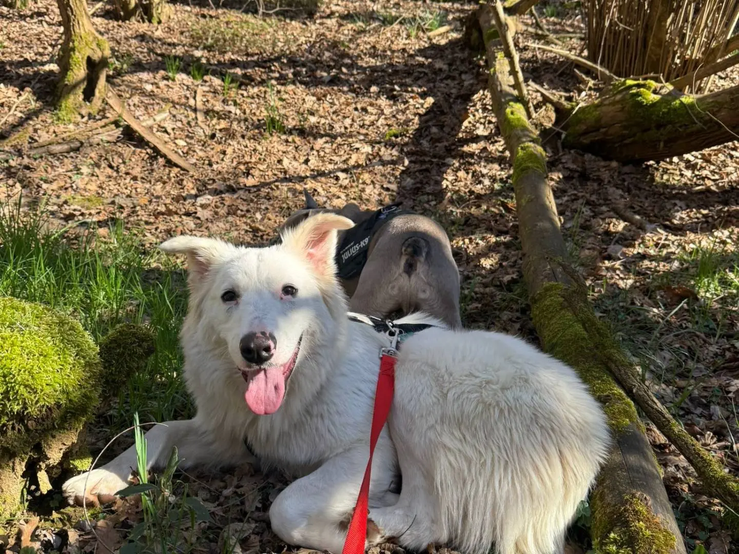 Adozione cane, femmina, Razza sconosciuta Razza sconosciuta, 1 anno e 4 mesi, taglia media, Monza