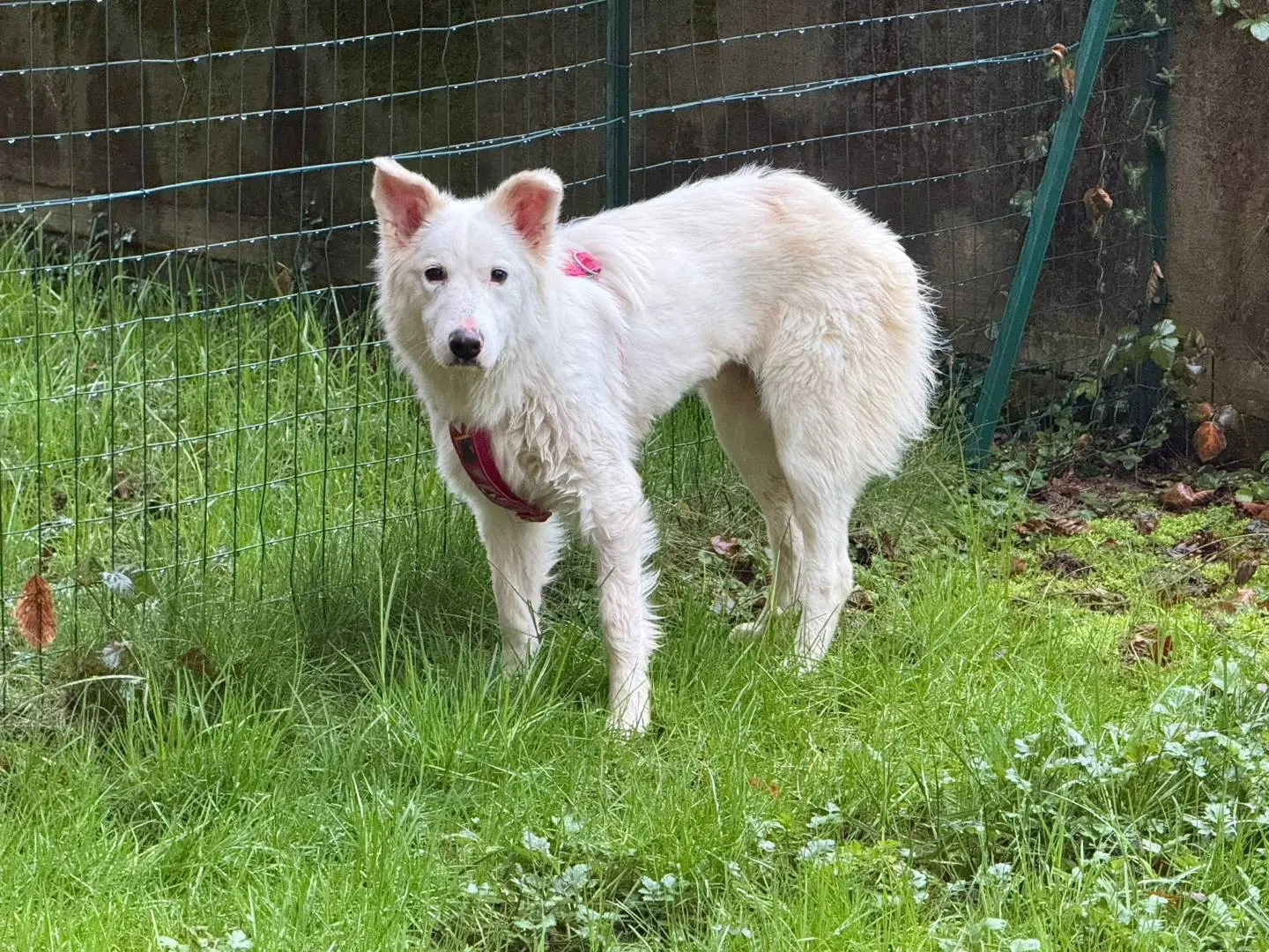 Adotta un cane, femmina, 1 anno e 4 mesi, Monza