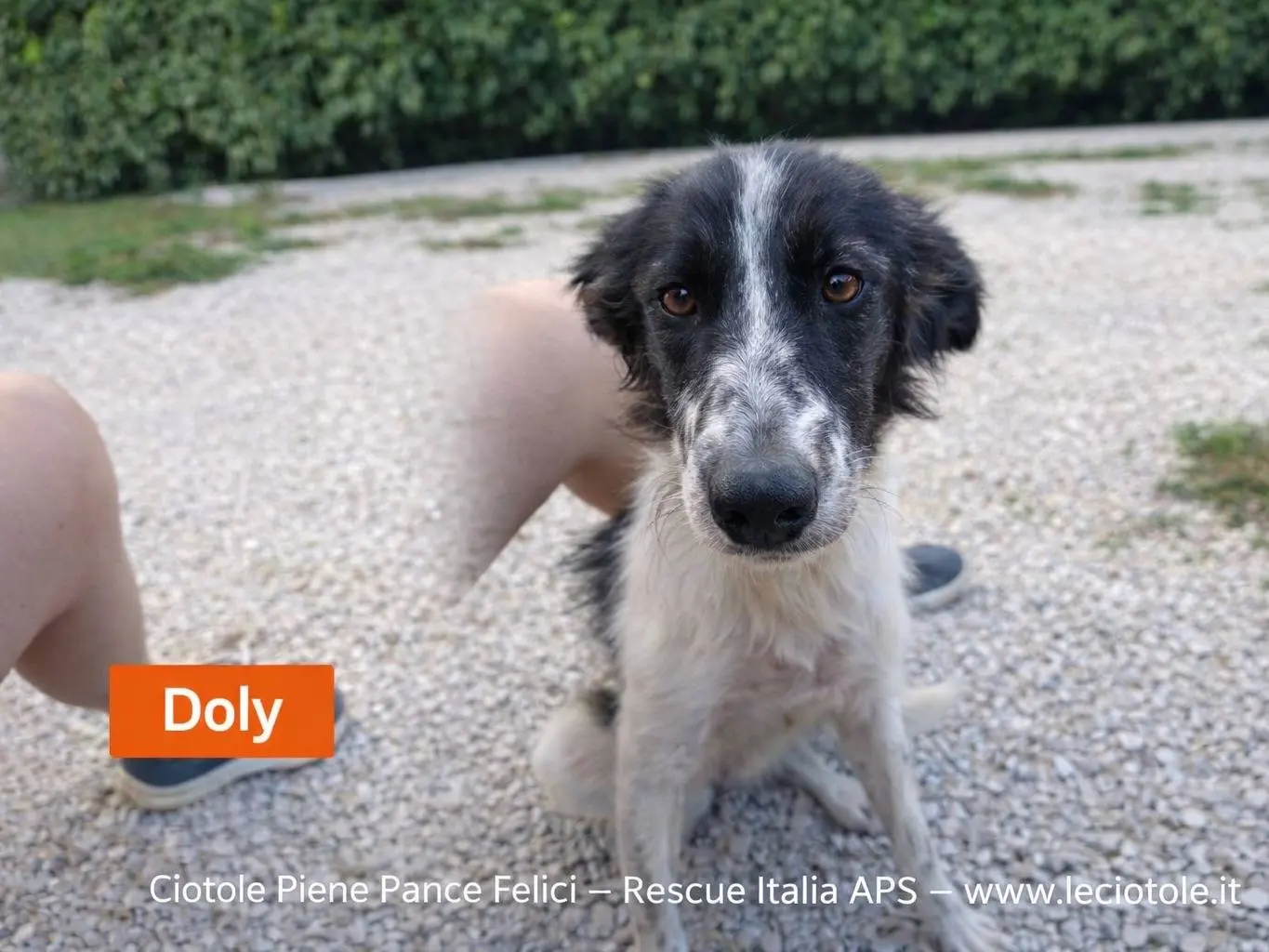 Adozione cane, femmina, Razza sconosciuta Razza sconosciuta, 7 mesi, taglia media, Avellino