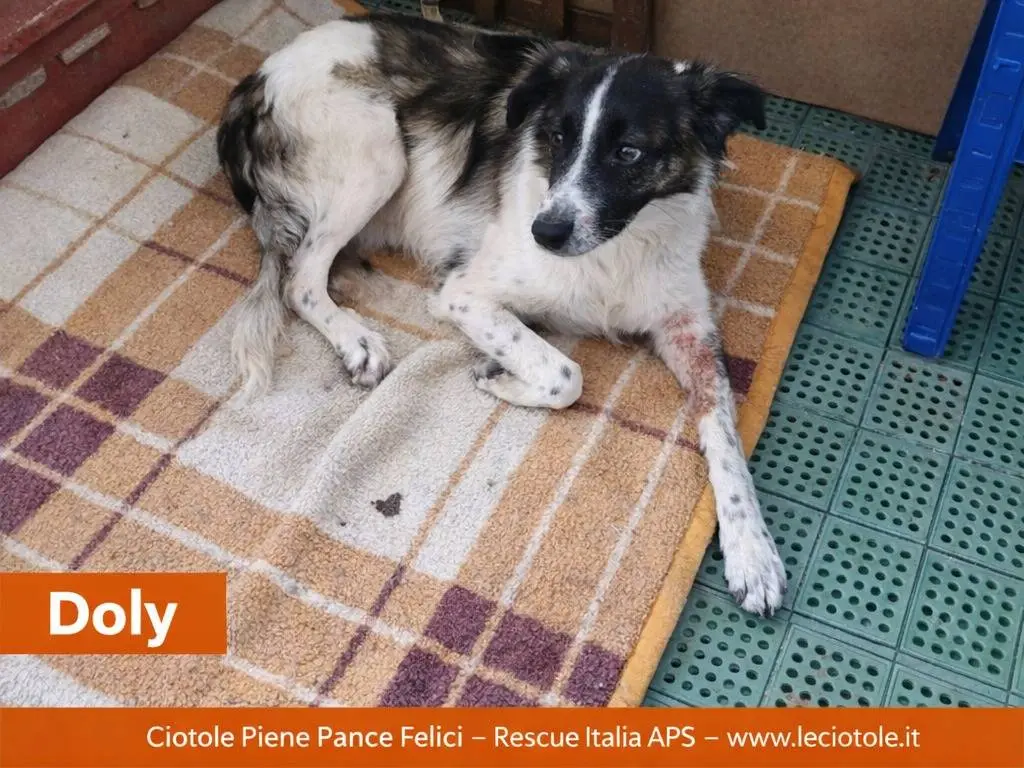 Adotta un cane, femmina, 7 mesi, Avellino