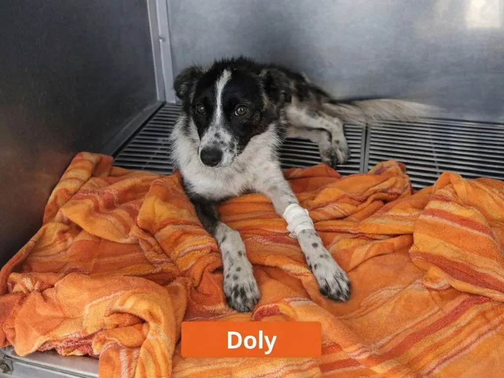 Adotta un cane, taglia media, femmina, Avellino