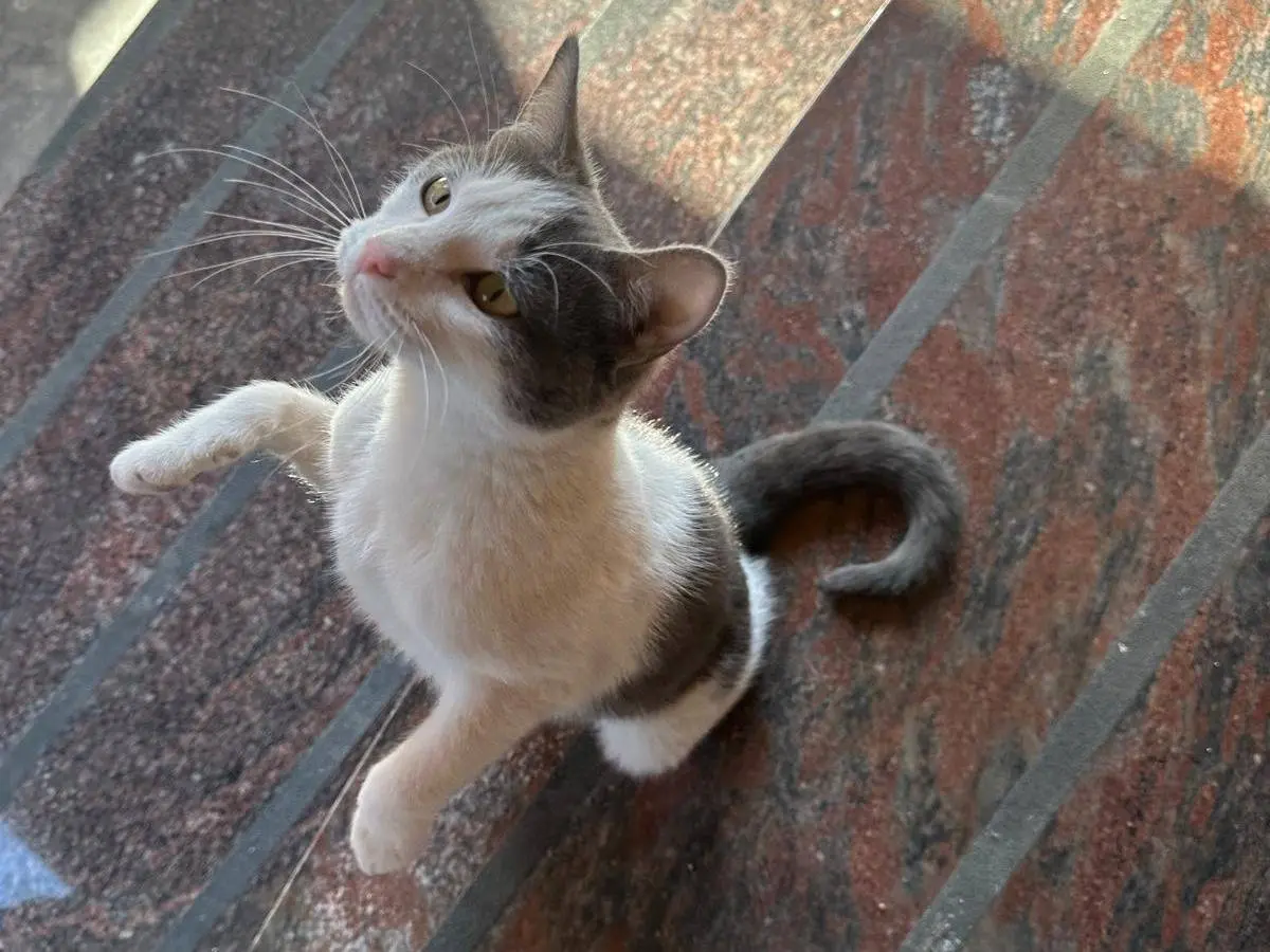 Adotta il gatto Oscar e Minnie a Napoli