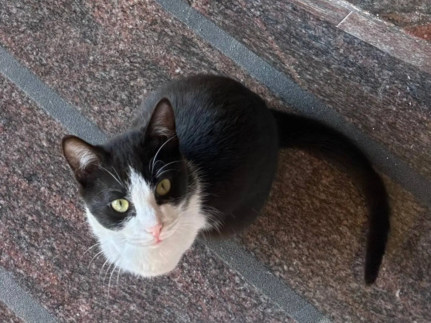 Vuoi adottare un gatto a Napoli?