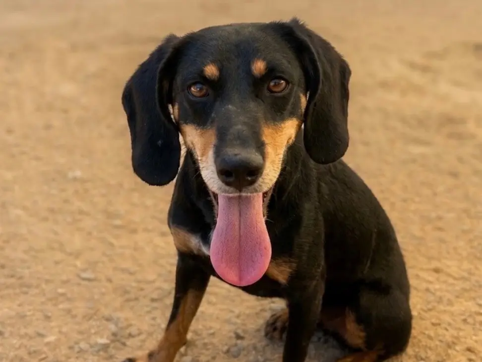 Adotta un cane, femmina, 3 anni e 6 mesi, Sud
