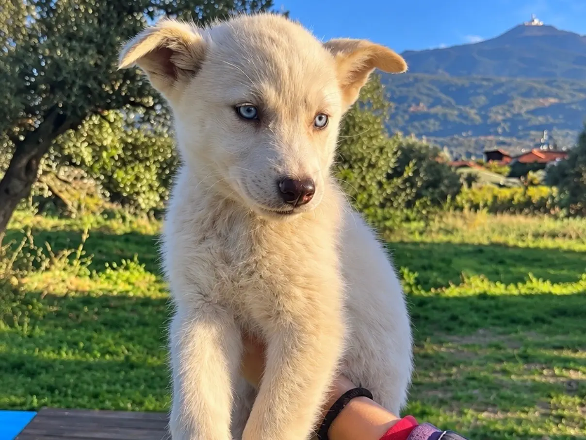 Adozione cane, maschio, Siberian Husky Razza sconosciuta, 2 mesi, taglia media, Torino