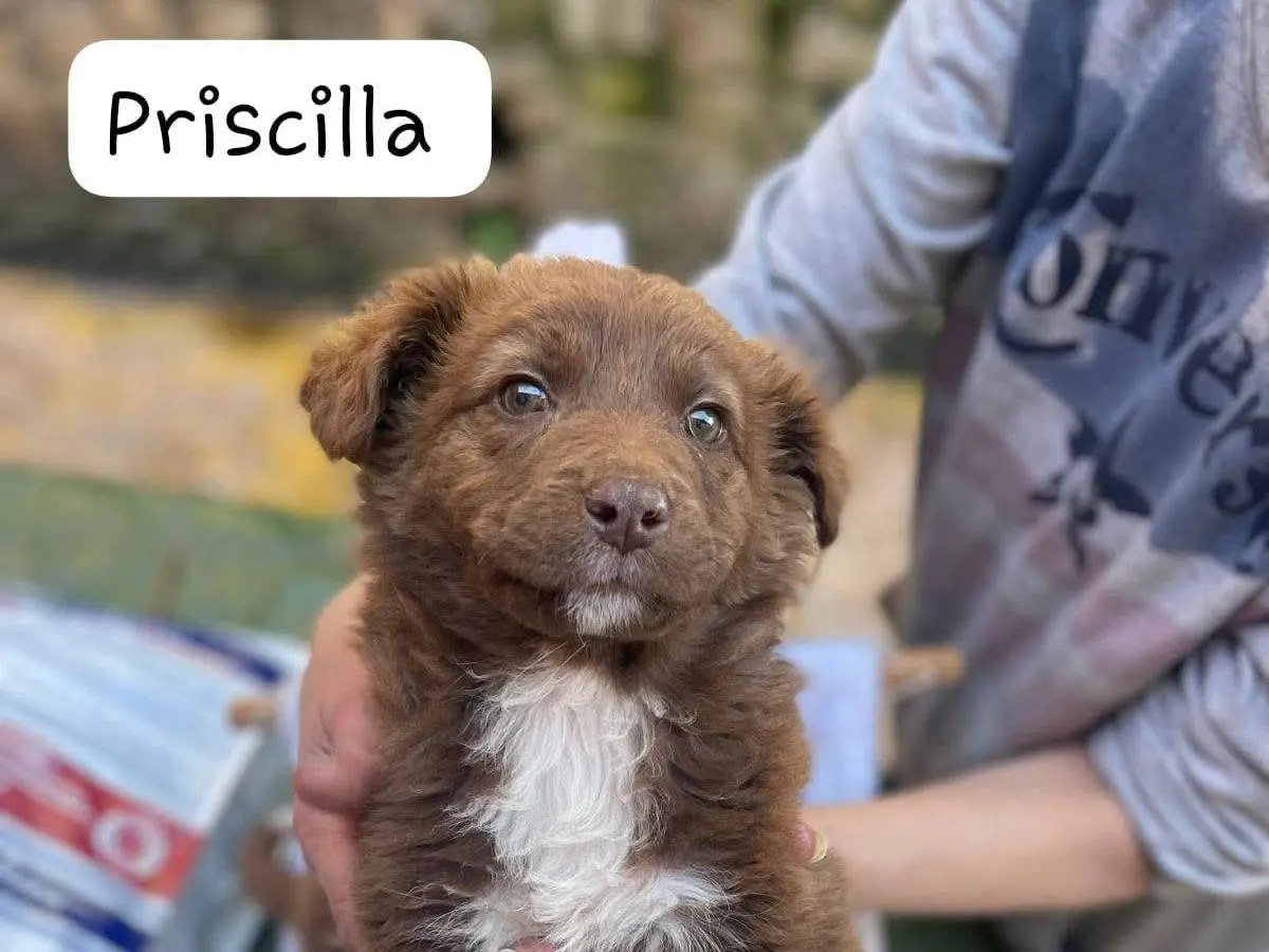 Adozione cane, femmina, Razza sconosciuta Razza sconosciuta, 9 mesi, taglia media, Frosinone