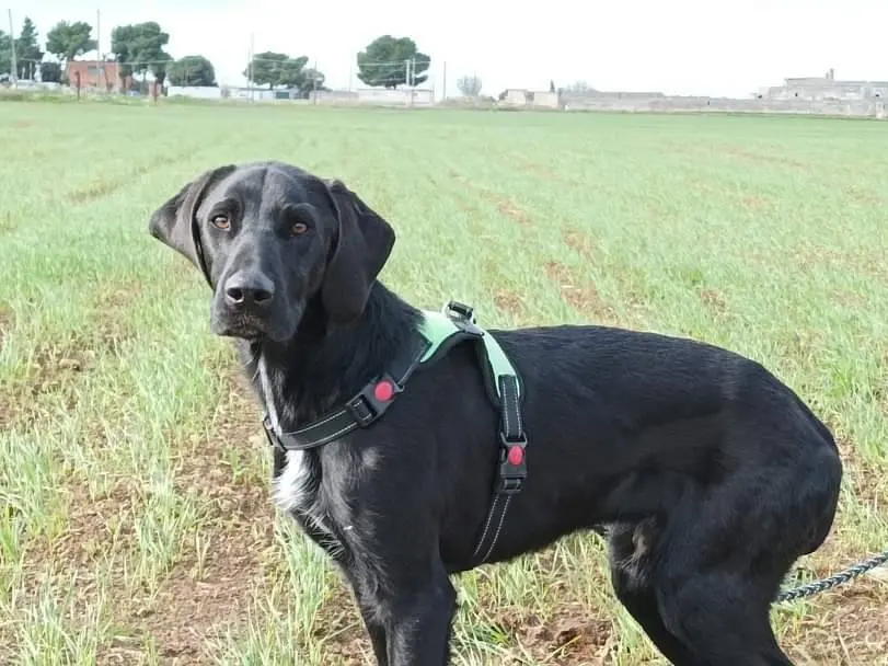 Adozione cane, maschio, meticcio, 3 anni e 11 mesi, taglia media, Taranto