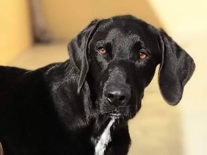 Adotta un cane, maschio, 3 anni e 11 mesi, Taranto