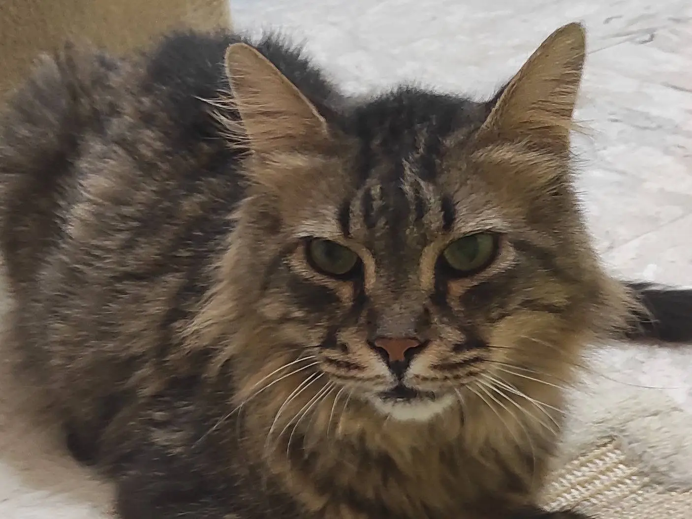 Adozione gatto, maschio, Razza sconosciuta Razza sconosciuta, 9 anni e 9 mesi, taglia non valida, Brescia