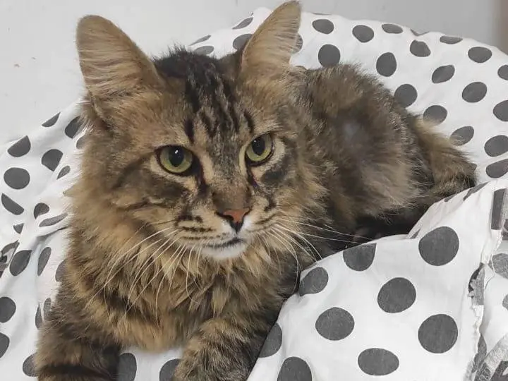 Adotta un gatto, maschio, 9 anni e 9 mesi, Brescia