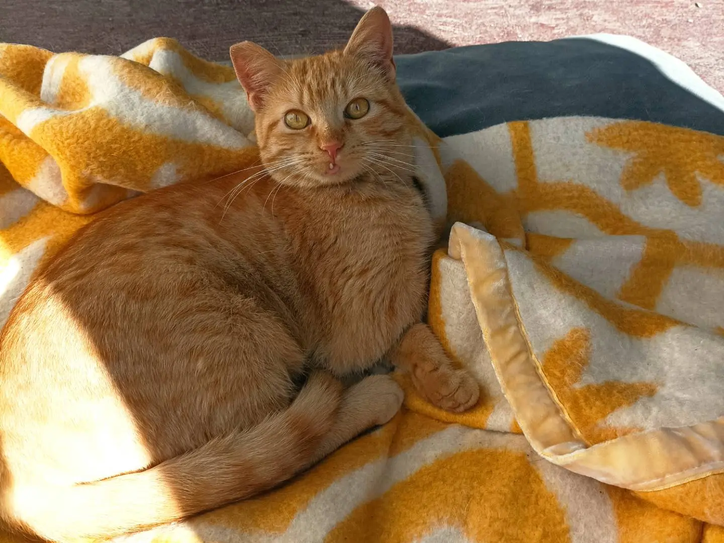 Adozione gatto, femmina, Razza sconosciuta Razza sconosciuta, 1 anno e 3 mesi, taglia non valida, Taranto