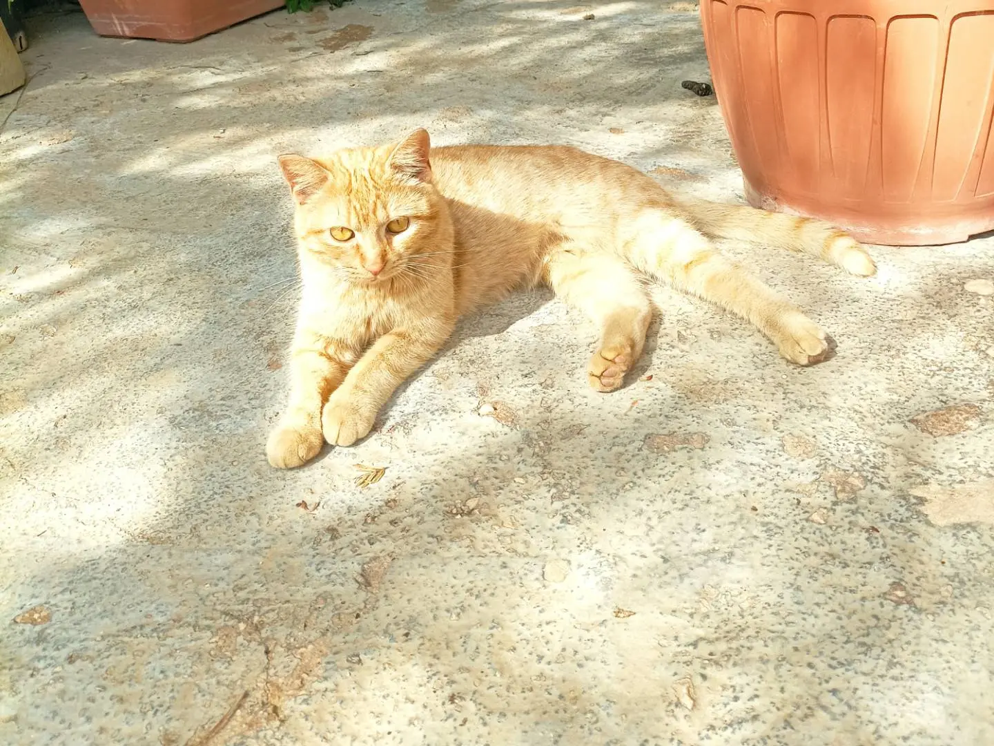 Adotta un gatto, femmina, 1 anno e 3 mesi, Taranto