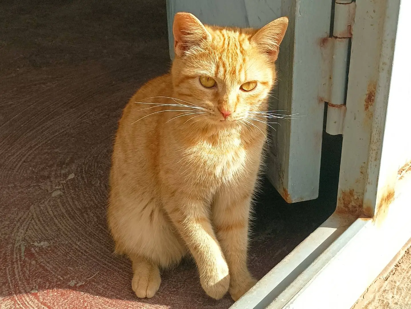 Adotta un gatto, taglia non valida, femmina, Taranto