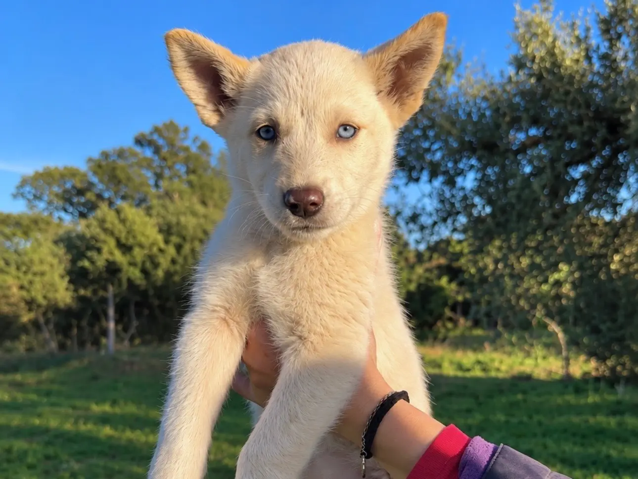 Adozione cane, maschio, Siberian Husky Razza sconosciuta, 2 mesi, taglia media, Milano