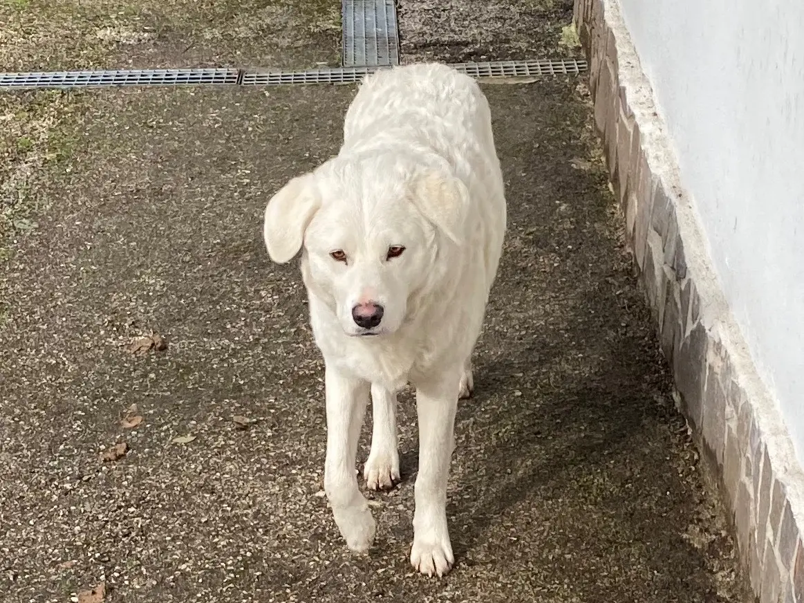 Adotta un cane, taglia grande, femmina, Avellino