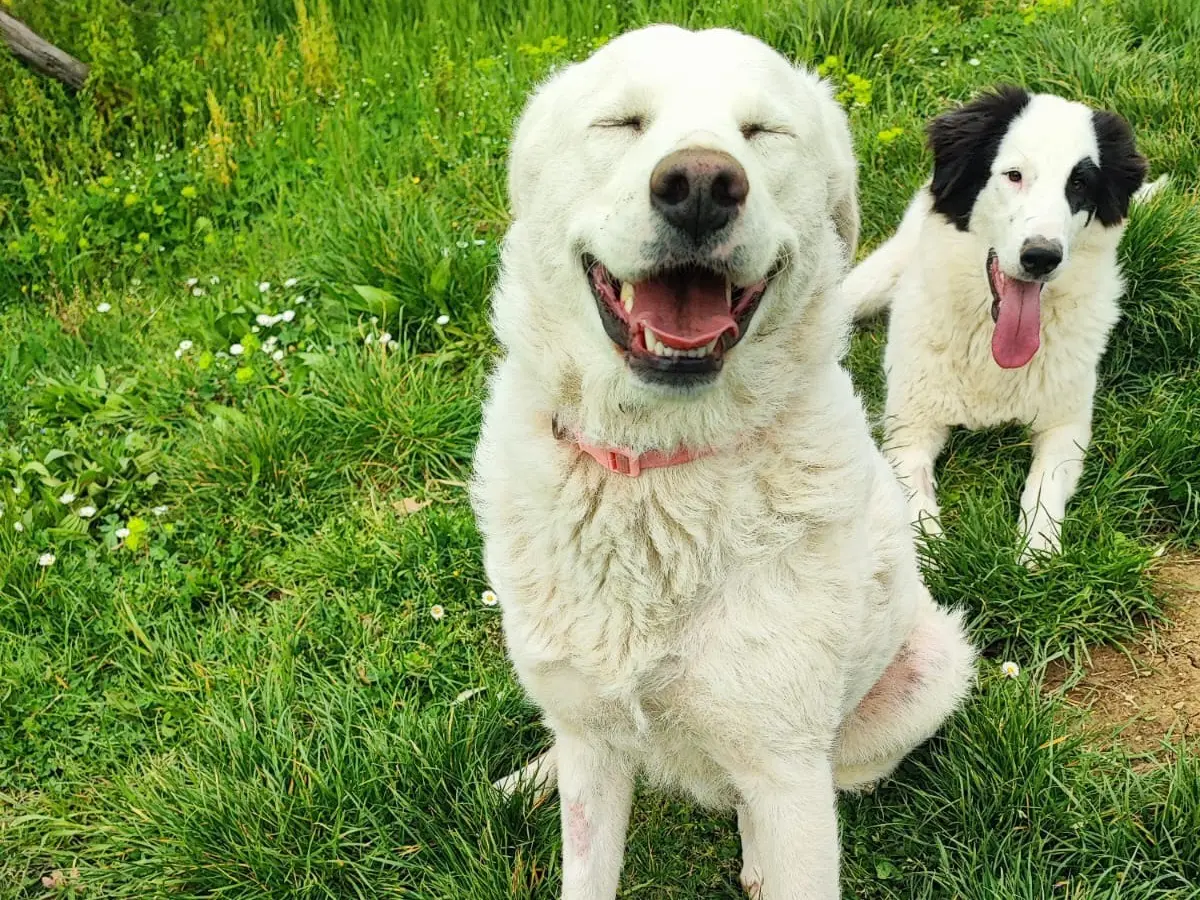 Adotta un cane, femmina, 2 anni e 6 mesi, Avellino