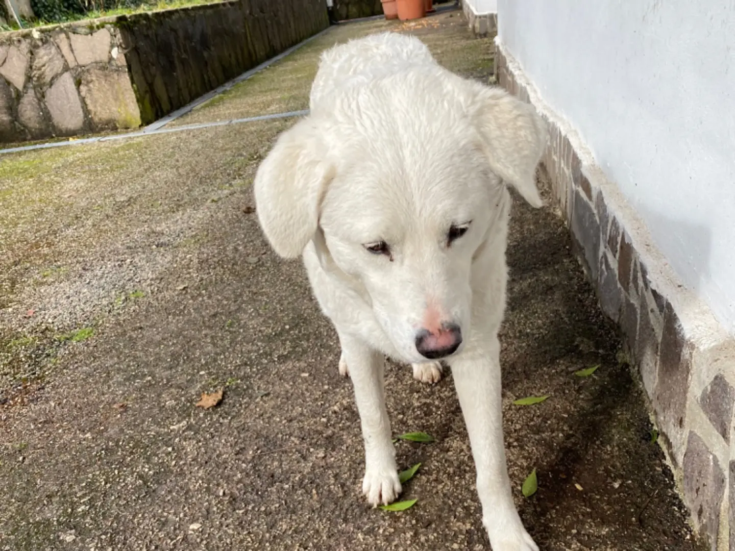 Vuoi adottare un cane a Avellino?