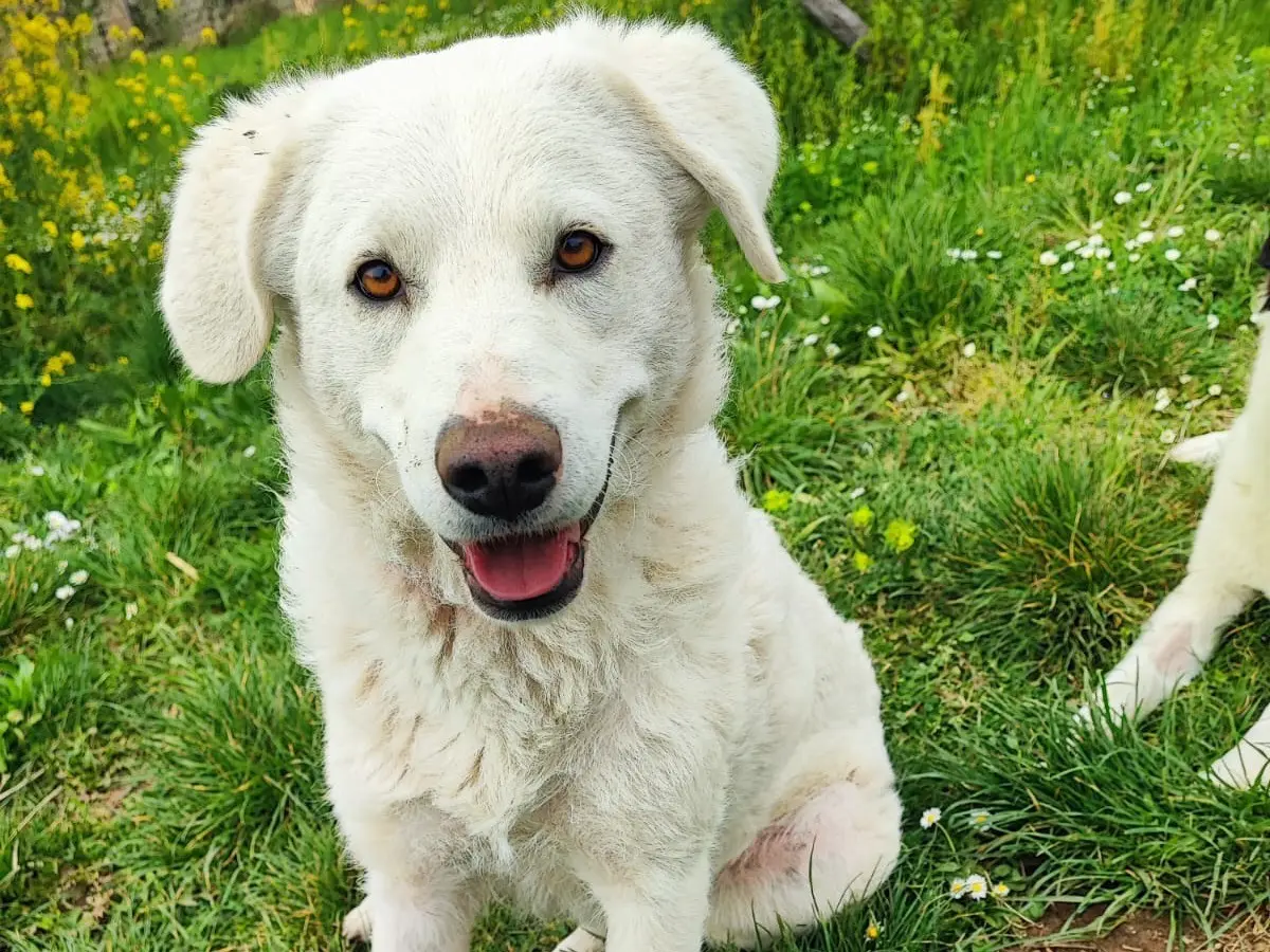 Adozione cane, femmina, Razza sconosciuta Razza sconosciuta, 2 anni e 6 mesi, taglia grande, Avellino