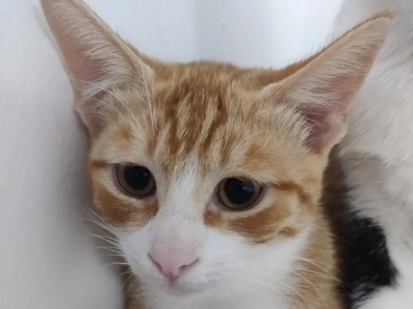 Vuoi adottare un gatto a Crotone?