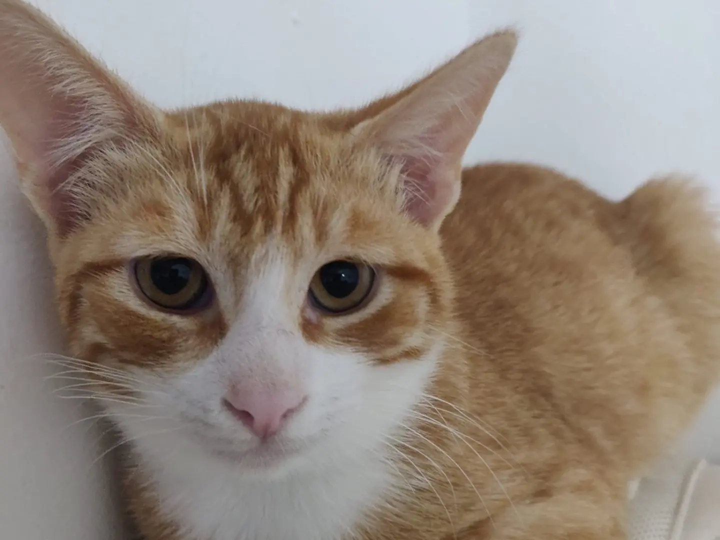 Adozione gatto, maschio, Razza sconosciuta Razza sconosciuta, 5 mesi, taglia non valida, Crotone