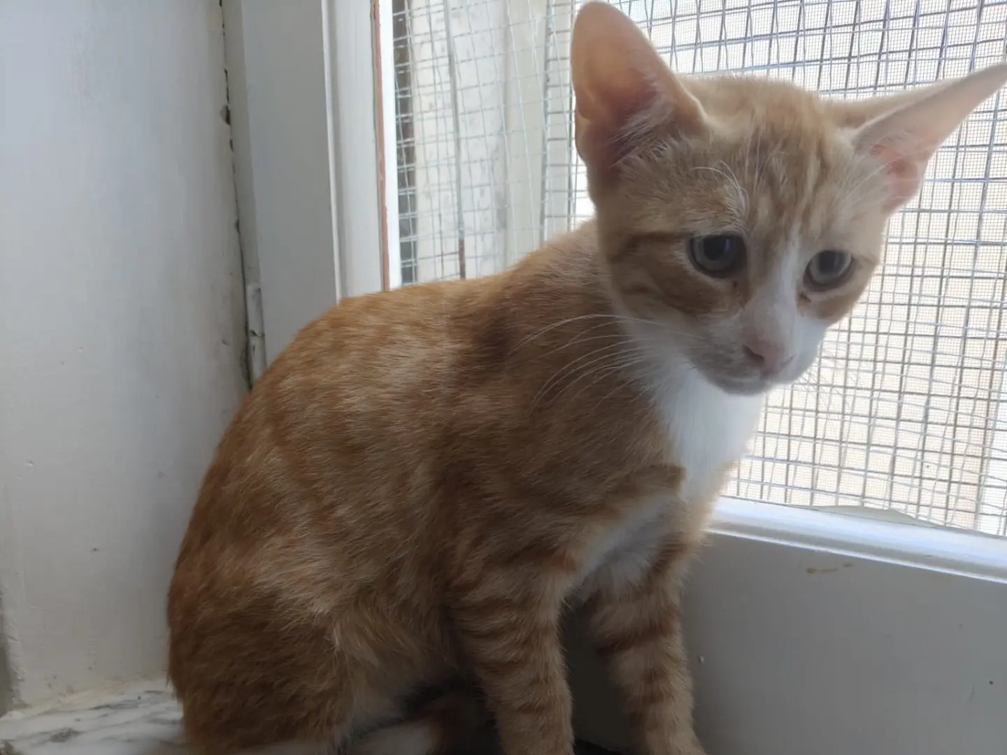 Adotta un gatto, taglia non valida, maschio, Crotone