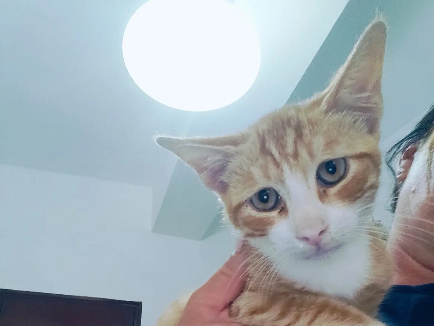 Adotta un gatto, maschio, 5 mesi, Crotone